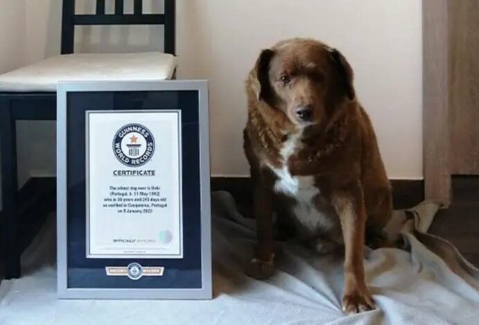 Imagem relacionada a: Bobi, o cão mais velho do mundo é português