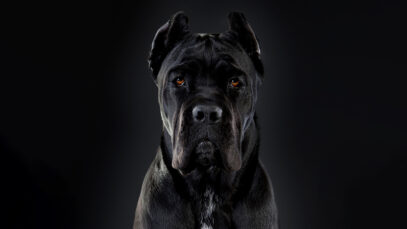 Cane Corso Cane Corso