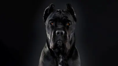 Cane Corso