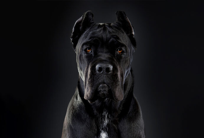 Cane Corso