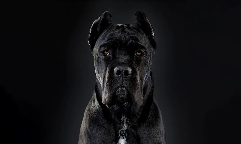 Cane Corso Cane Corso