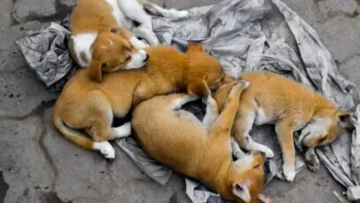 cachorro de rua