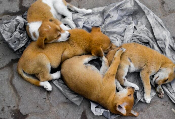 cachorro de rua