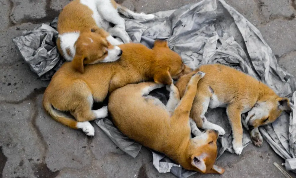 cachorro de rua