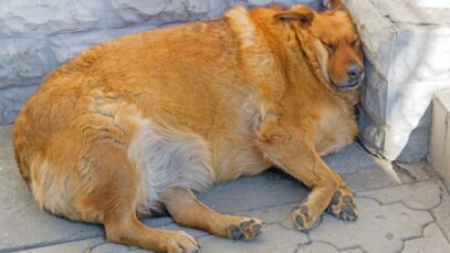 cachorro obeso