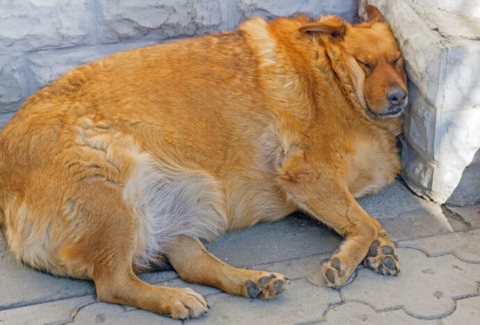 cachorro obeso