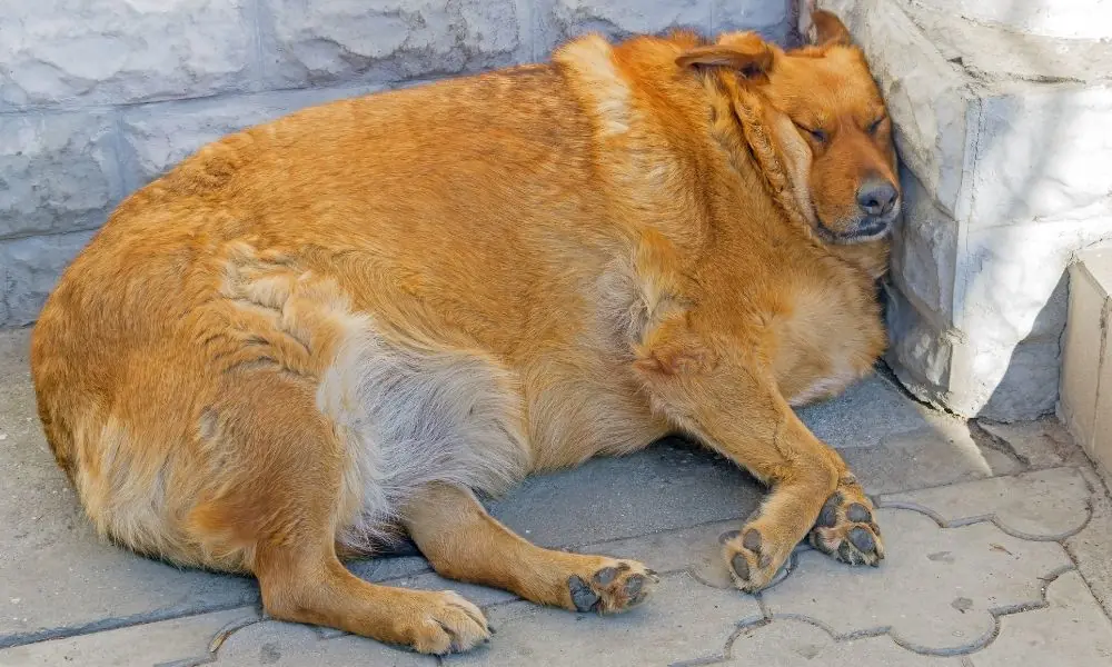 Design sem nome – 2023-04-05T150555.850 cachorro obeso