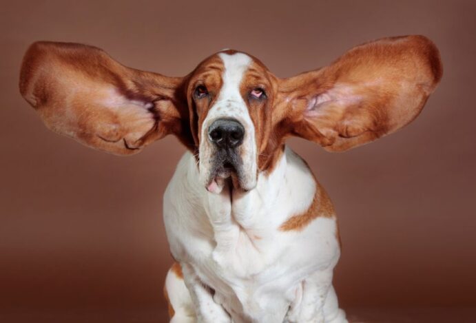 cães de orelha grande