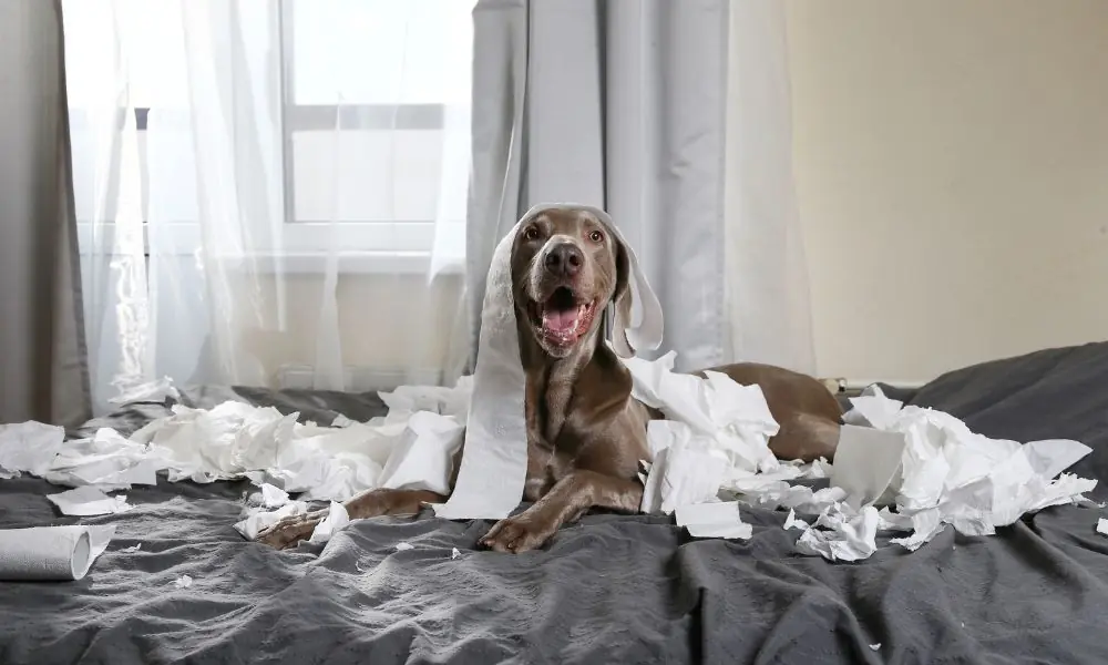 comportamento canino