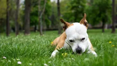 cachorros comem grama