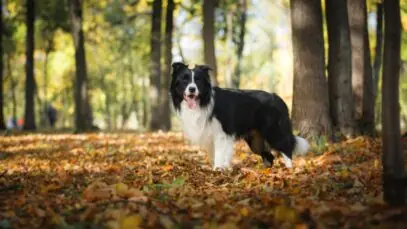 border collie