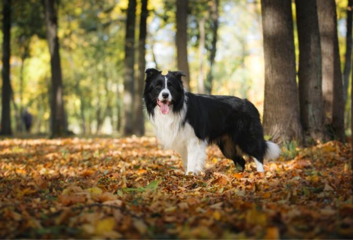 border collie