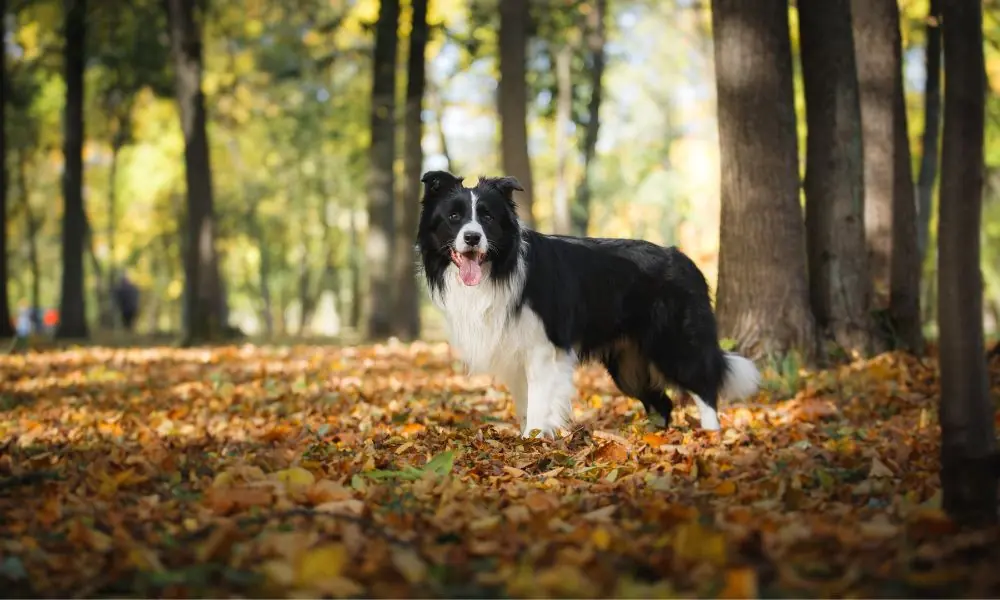 border collie