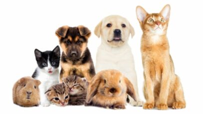 População de pets