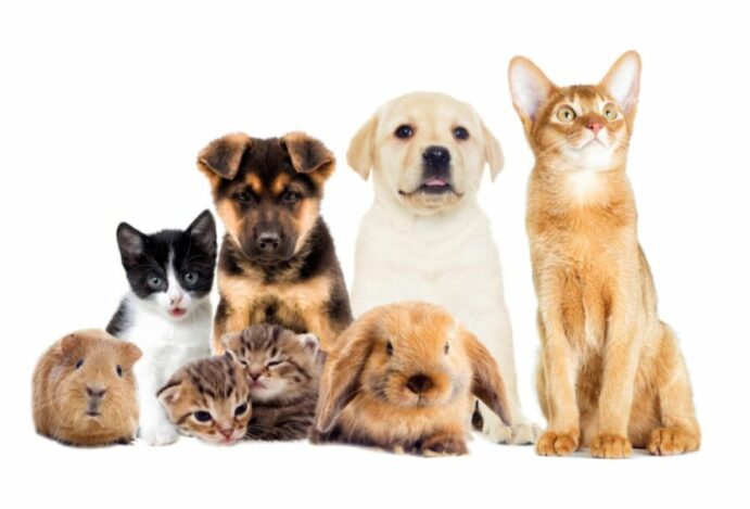 População de pets