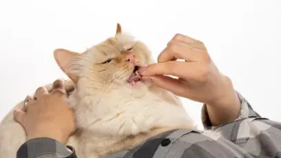 comprimido para gato