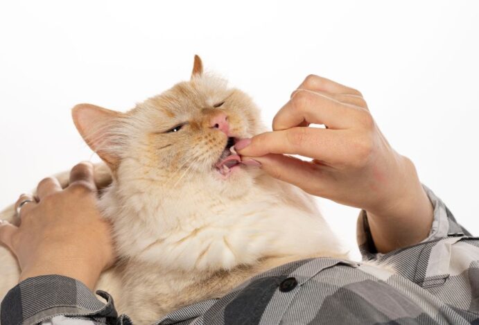 comprimido para gato