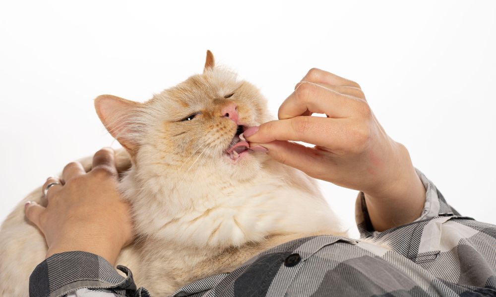 Design sem nome – 2023-04-11T124550.991 comprimido para gato