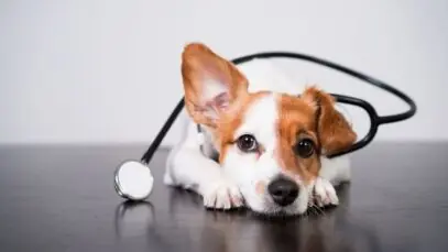 Mês da Saúde: Petlove lança campanha que evidencia a relevância dos planos de saúde para o bem-estar dos pets