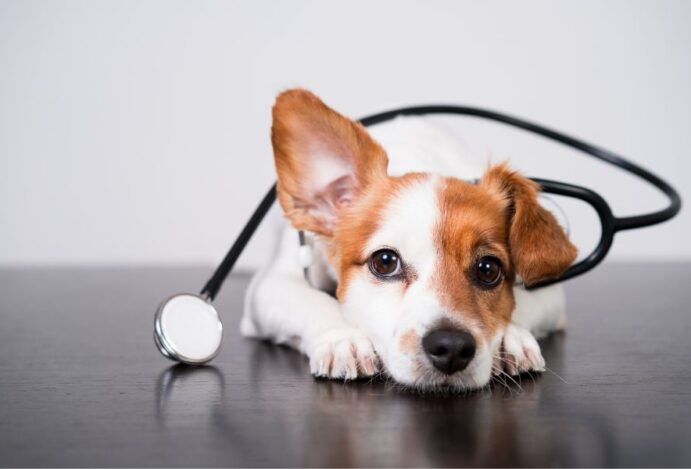 Imagem relacionada a: Mês da Saúde: Petlove lança campanha que evidencia a relevância dos planos de saúde para o bem-estar dos pets