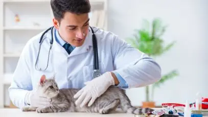 doenças de gatos