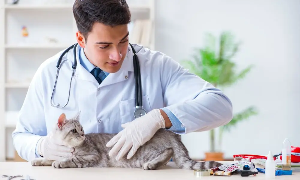 doenças de gatos