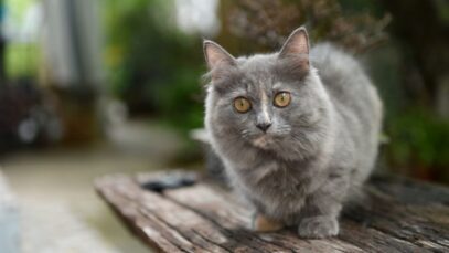 Design sem nome – 2023-04-13T164343.450 gato munchkin