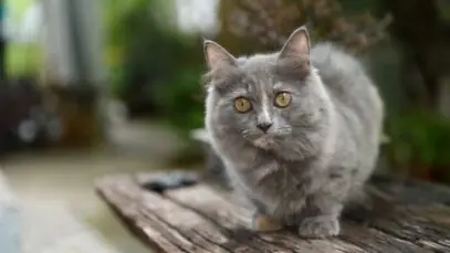 gato munchkin