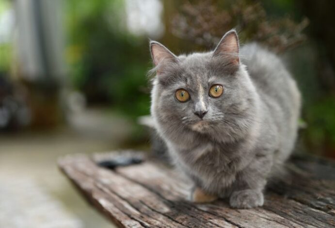 gato munchkin