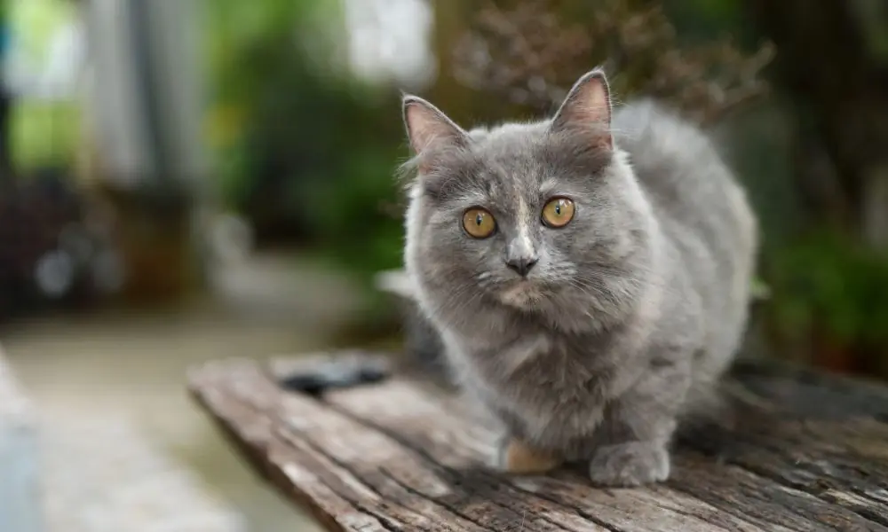 gato munchkin