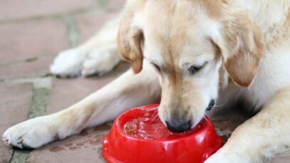 Design sem nome – 2023-04-14T140234.600 Alertas para a doença renal crônica em pets
