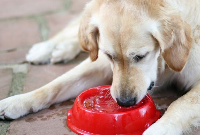 Imagem relacionada a: Alertas para a doença renal crônica em pets