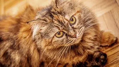 Gato persa