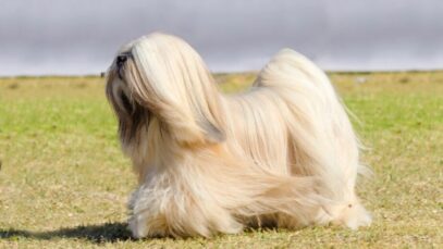 Design sem nome – 2023-04-17T114343.651 Lhasa apso