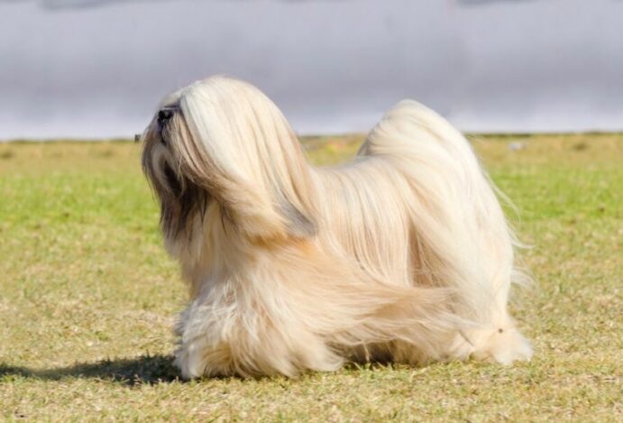 Lhasa apso