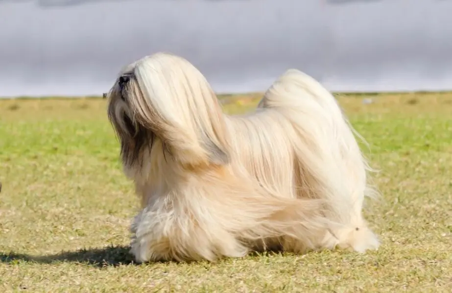 Design sem nome – 2023-04-17T114343.651 Lhasa apso