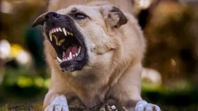 cães