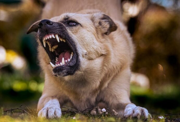cães
