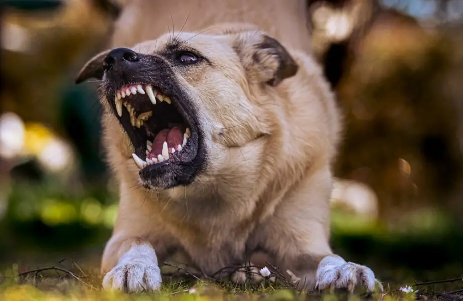 cães 