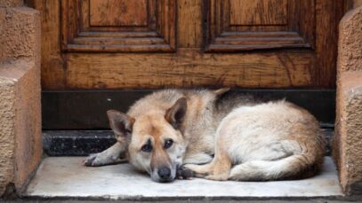 animais abandonados