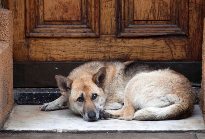 animais abandonados