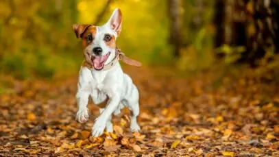 cães no outono