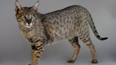 Gato savana