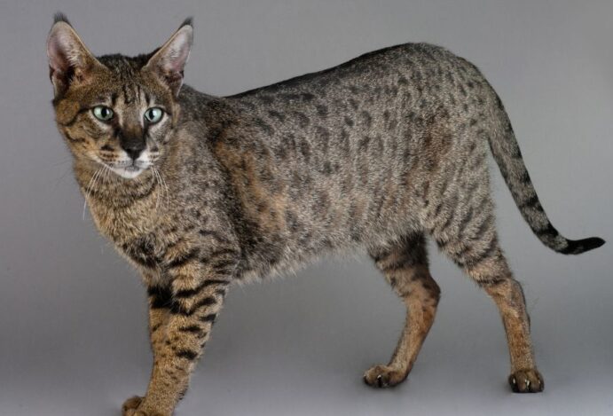 Gato savana