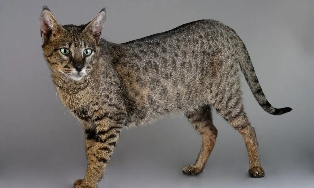 Gato savana