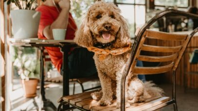 Design sem nome – 2023-04-20T112611.851 Pet Friendly