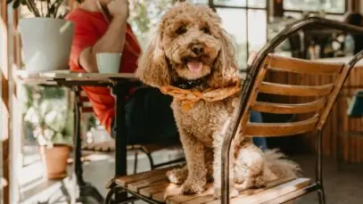 Pet Friendly