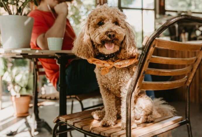 Pet Friendly