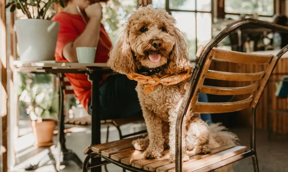 Pet Friendly