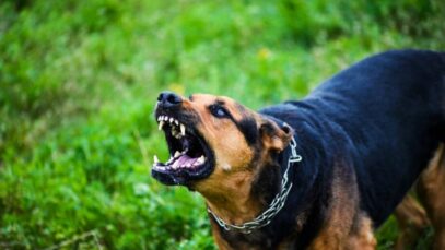 Design sem nome – 2023-04-24T153752.635 cão agressivo
